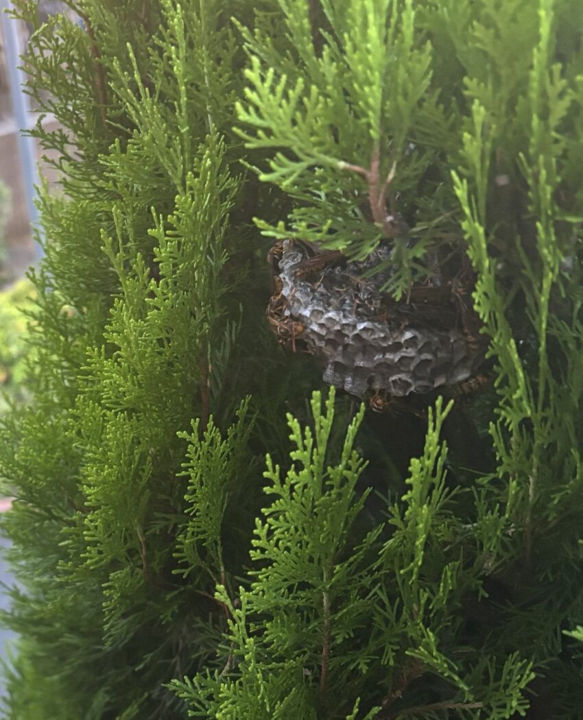 植木の中に作られたアシナガバチの巣