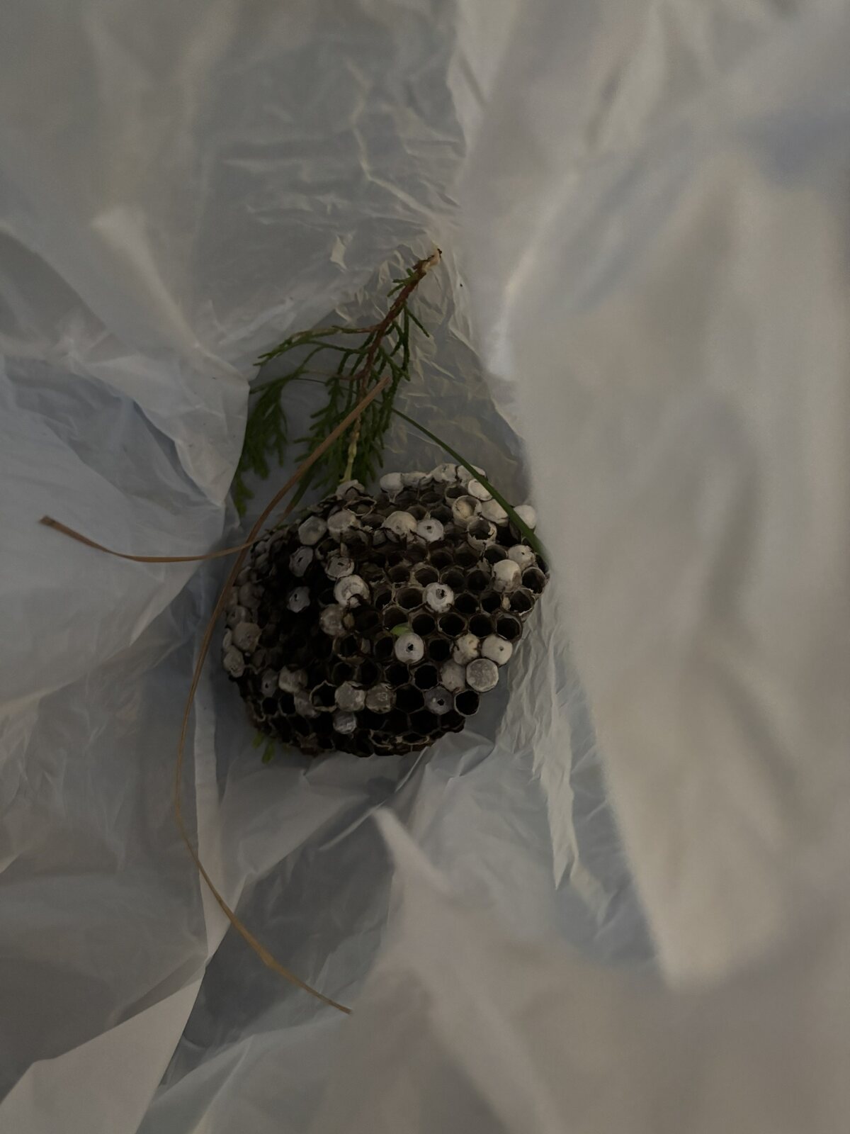 植木から撤去して回収したアシナガバチの巣
