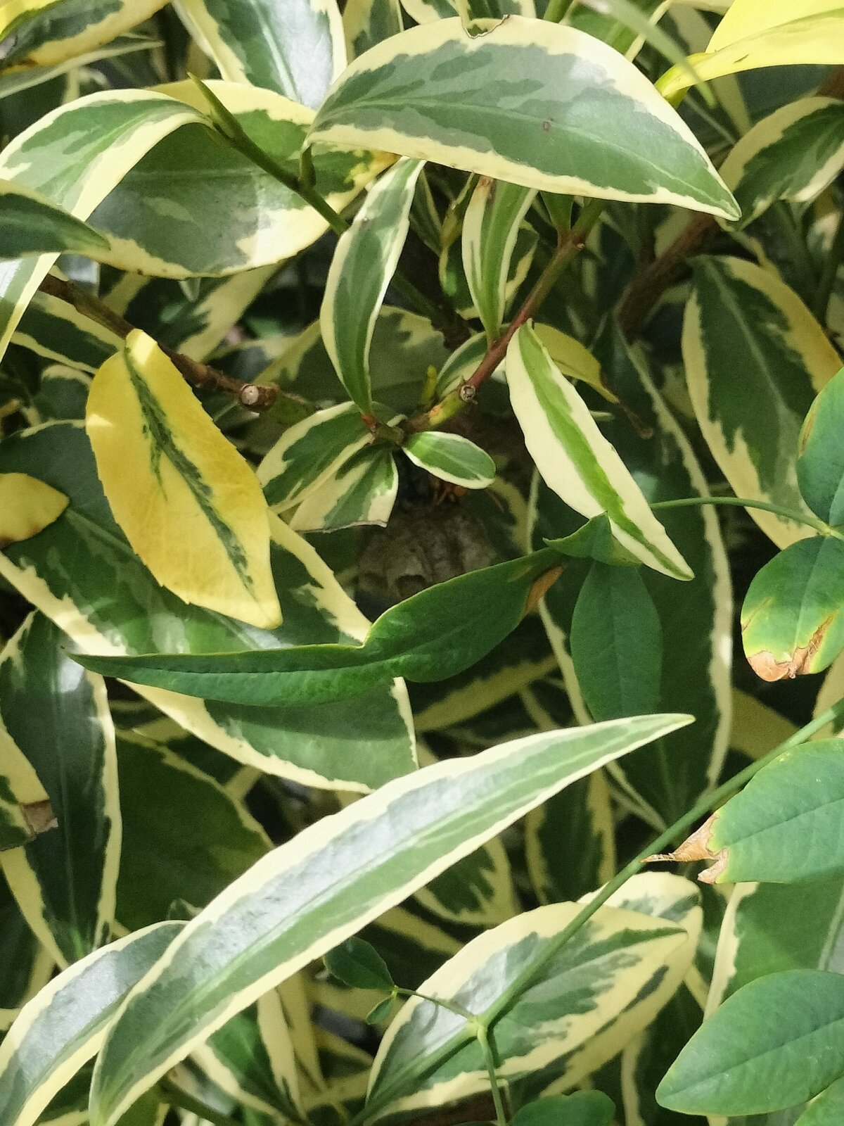 植木の葉の奥に作られた小規模なアシナガバチの初期巣