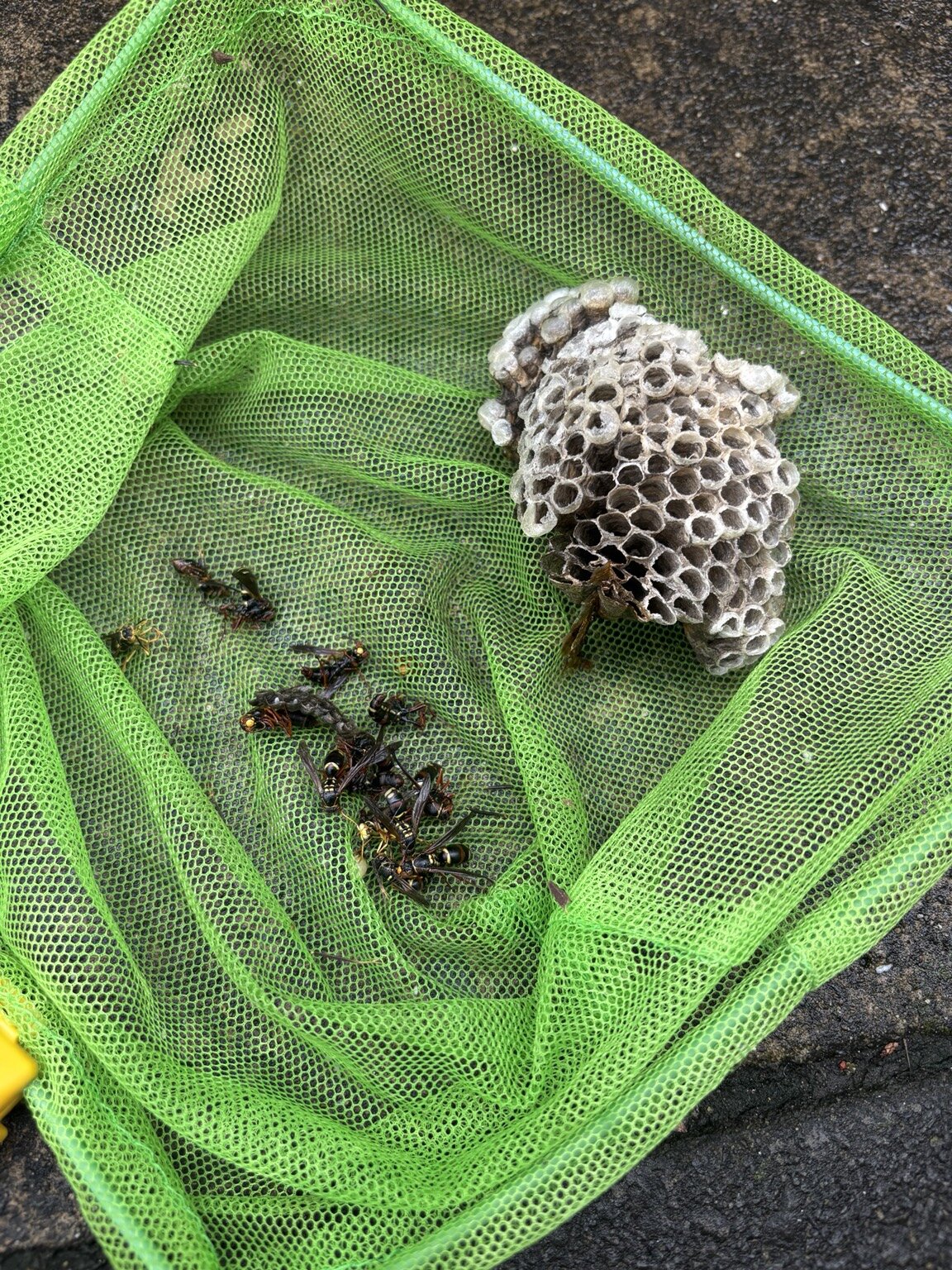 撤去して回収したアシナガバチの巣と蜂